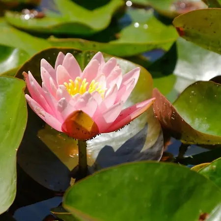Domaine La Faix, La Forestière Saint-Plaisir