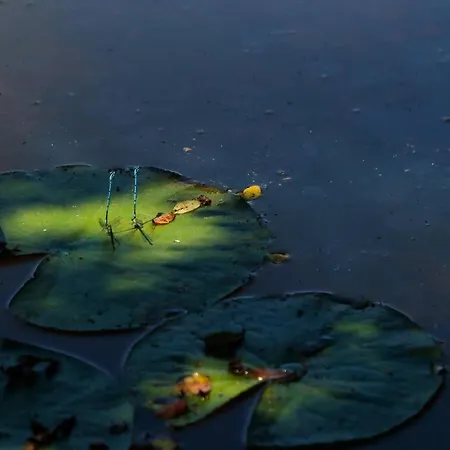 Domaine La Faix, La Forestière Campeggio